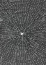 Load image into Gallery viewer, "Seed Dreaming" Marshall Jangala Robertson 135cm x 100cm