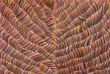 Load image into Gallery viewer, "Sand Dunes (Tali)" Maureen Nampijinpa Hudson 180cm x 121cm