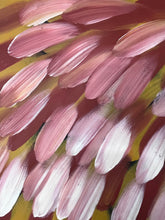 Load image into Gallery viewer, &quot;Bush Medicine Leaves&quot; Esther Haywood 108cm x 200cm
